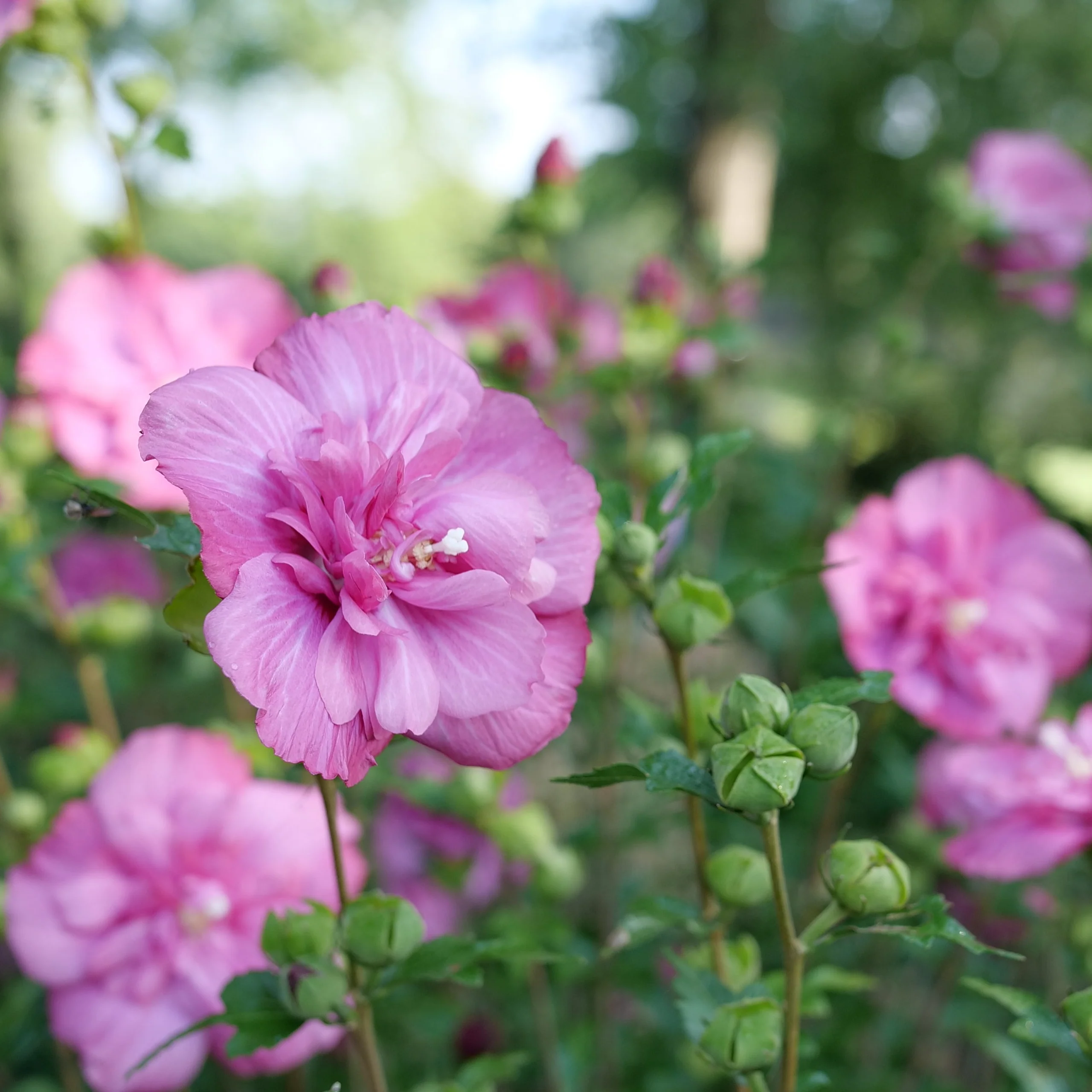 MAGENTA CHIFFON® Rose of Sharon | Proven Winners® - Image 6