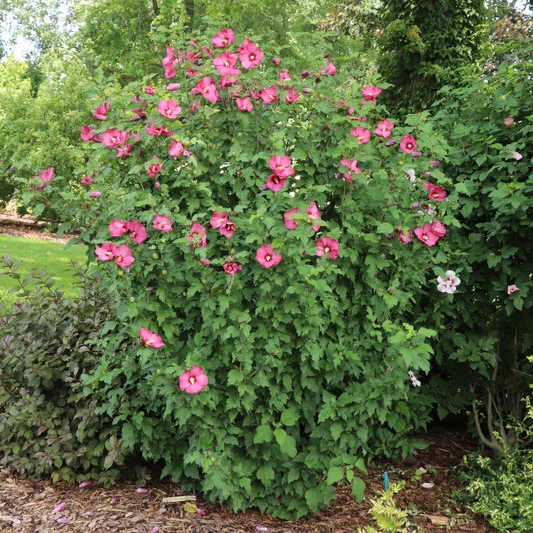 PARAPLU® Red Rose of Sharon | Proven Winners® - Image 3