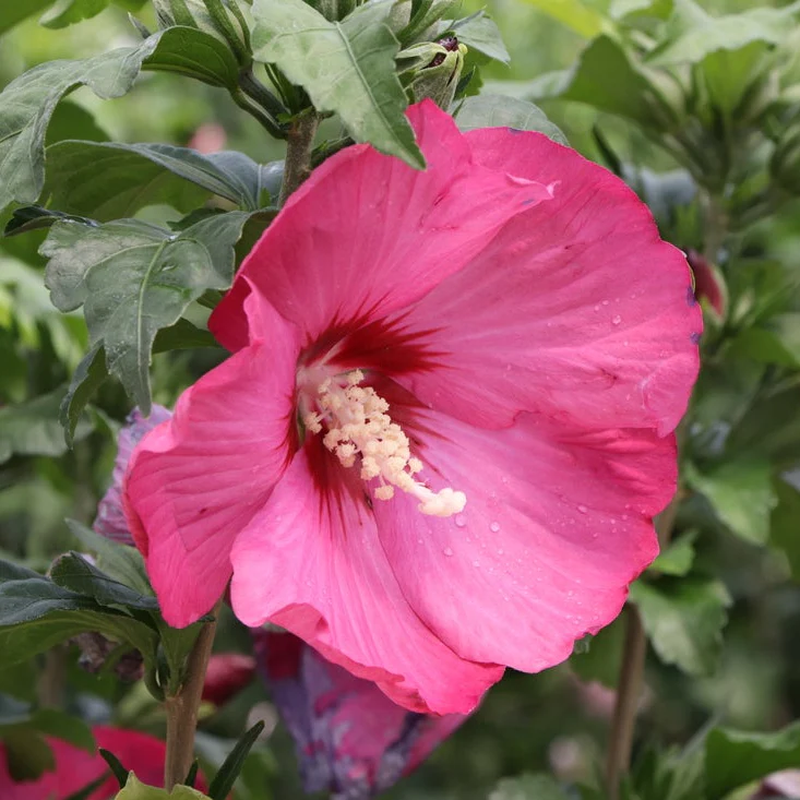 PARAPLU® Red Rose of Sharon | Proven Winners® - Image 4
