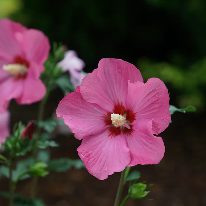 PARAPLU® Red Rose of Sharon | Proven Winners® - Image 5