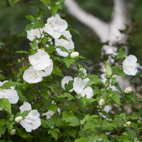 White CHIFFON® Rose of Sharon | Proven Winners® - Image 3