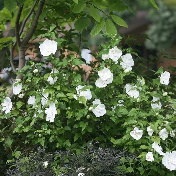 White CHIFFON® Rose of Sharon | Proven Winners® - Image 4