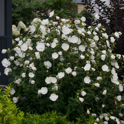 White CHIFFON® Rose of Sharon | Proven Winners® - Image 5