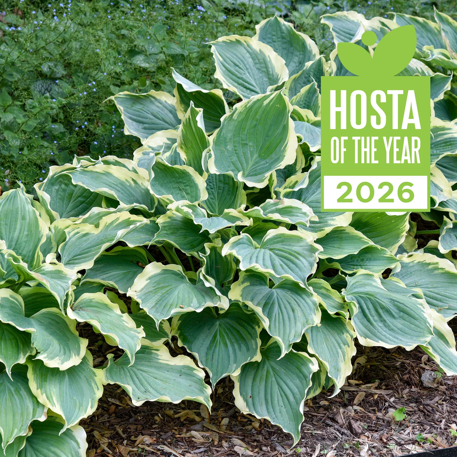 Shadowland® Hosta 'Hope Springs Eternal' | Proven Winners®
