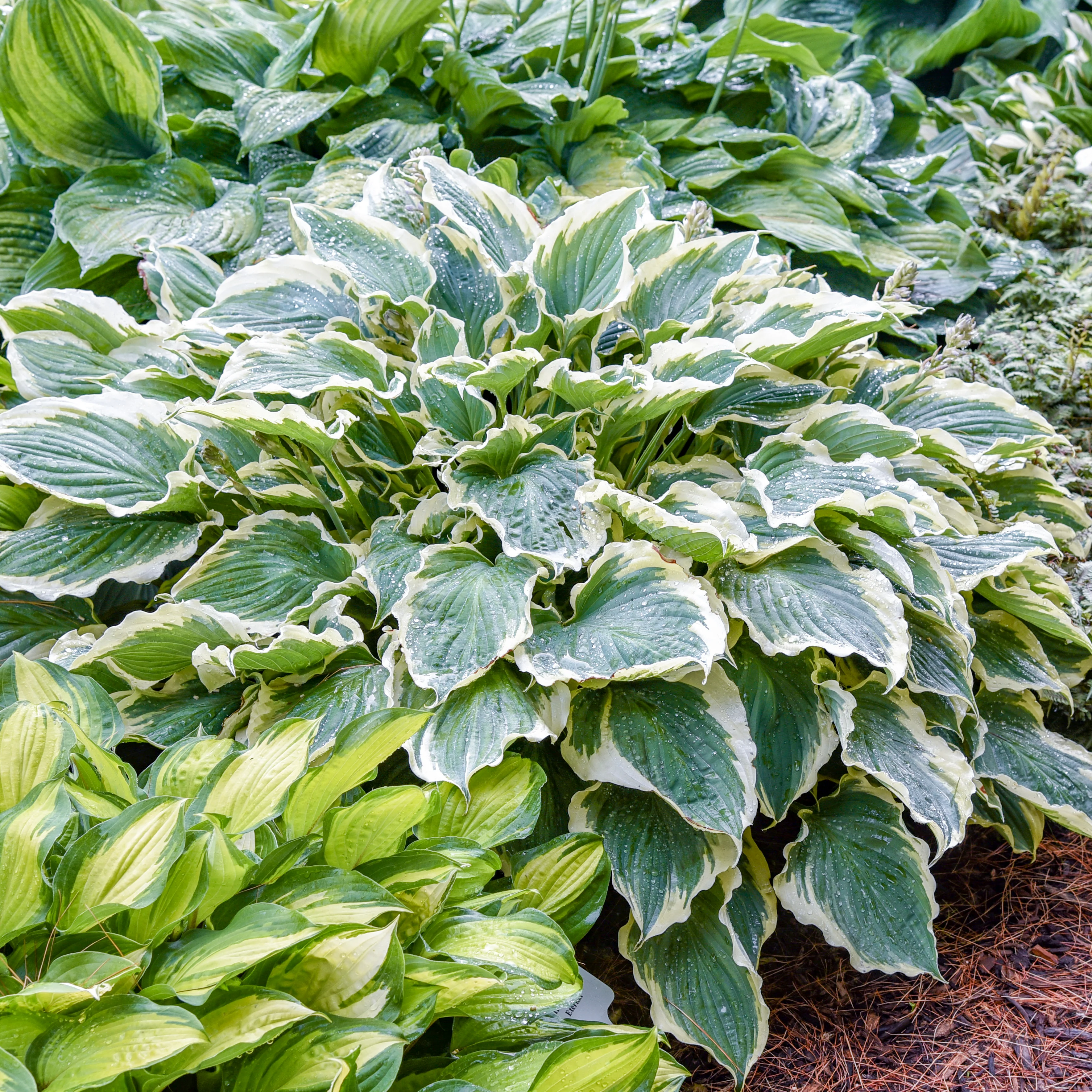 Shadowland® Hosta 'Hope Springs Eternal' | Proven Winners® - Image 2