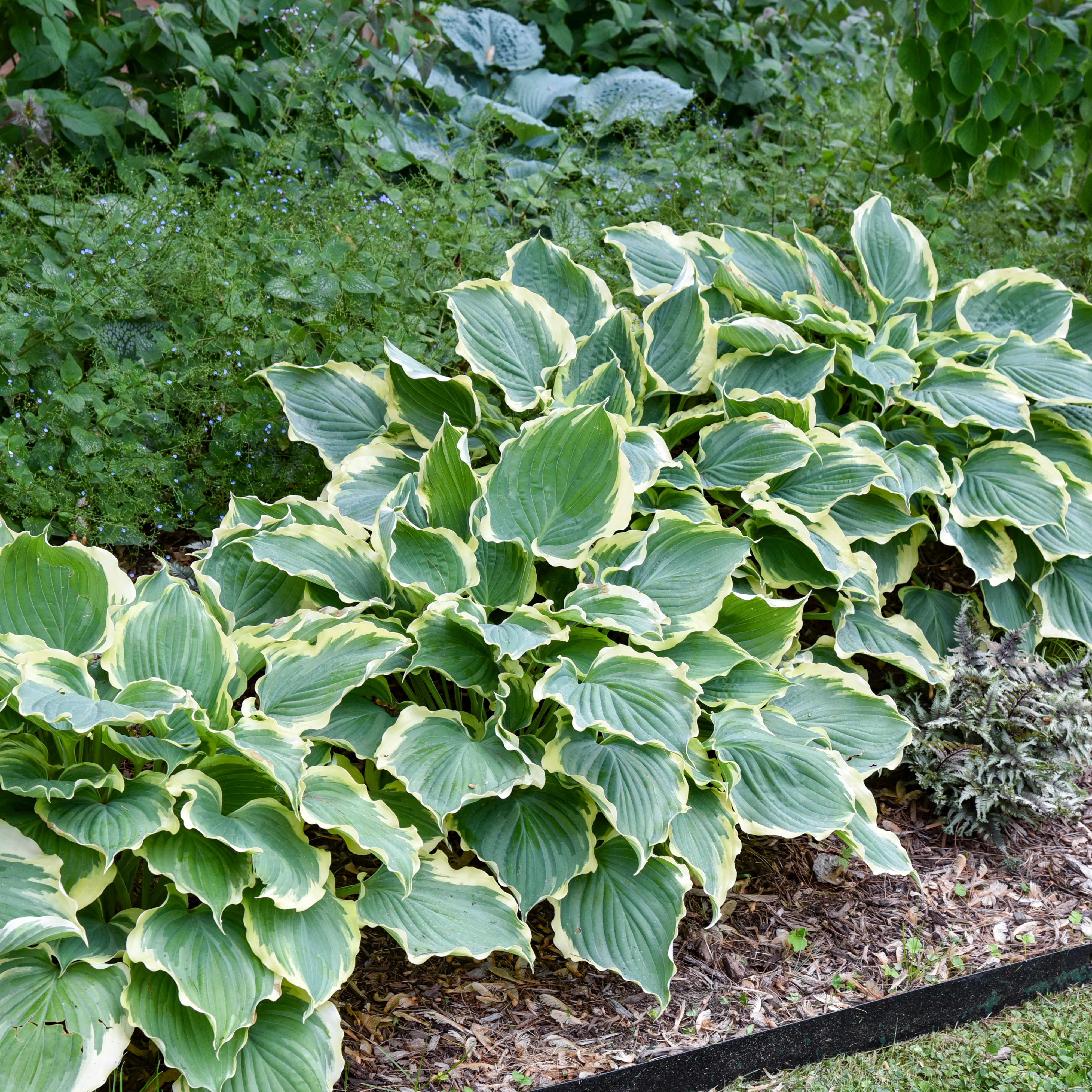 Shadowland® Hosta 'Hope Springs Eternal' | Proven Winners® - Image 3