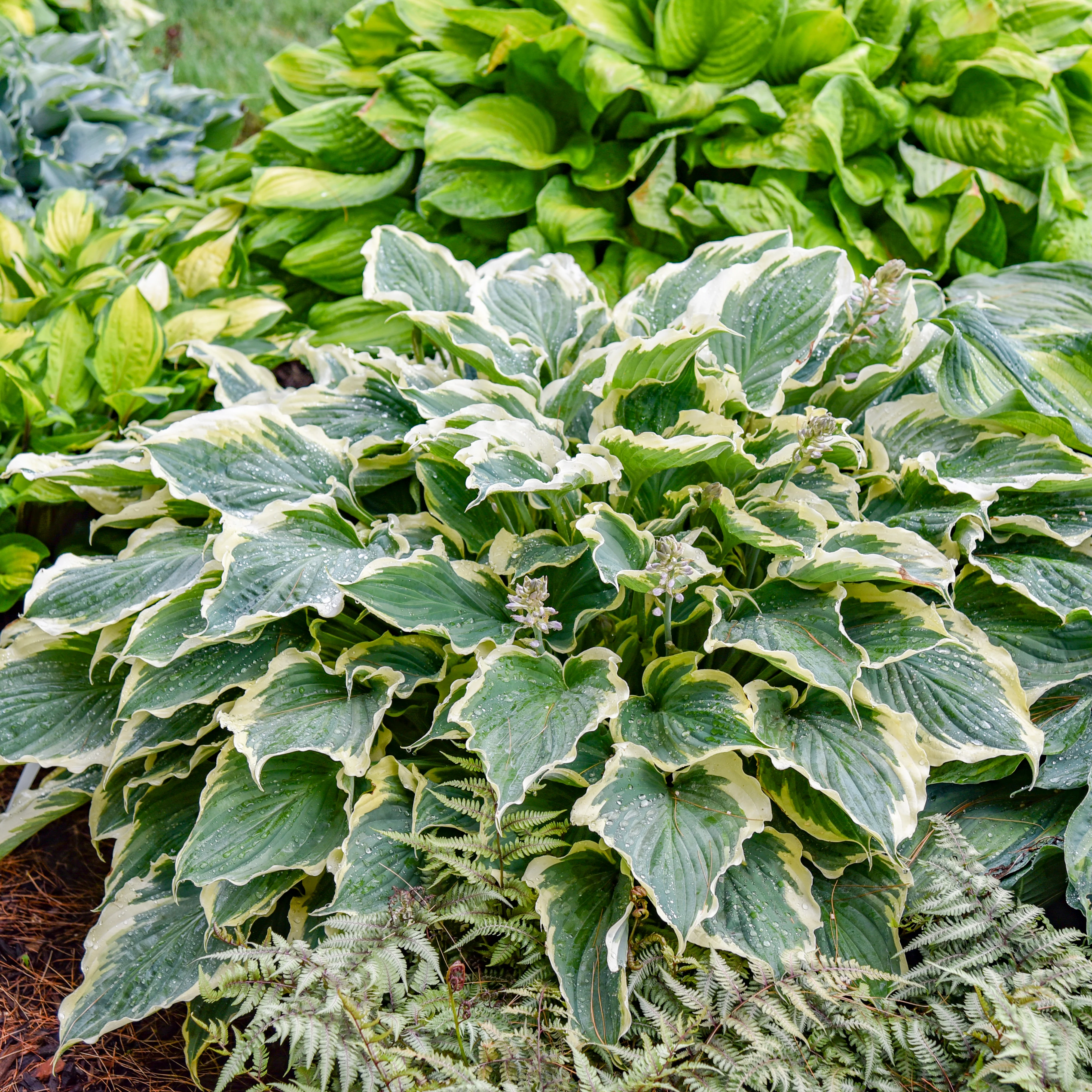 Shadowland® Hosta 'Hope Springs Eternal' | Proven Winners® - Image 4