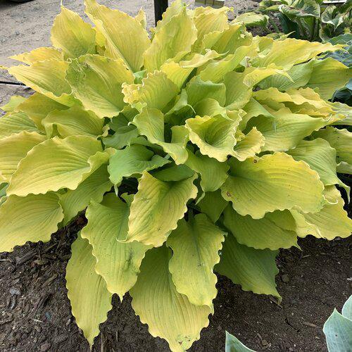 Shadowland® 'Echo the Sun' Hosta | Proven Winners®