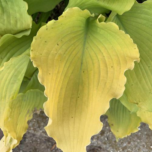 Shadowland® 'Echo the Sun' Hosta | Proven Winners® - Image 2