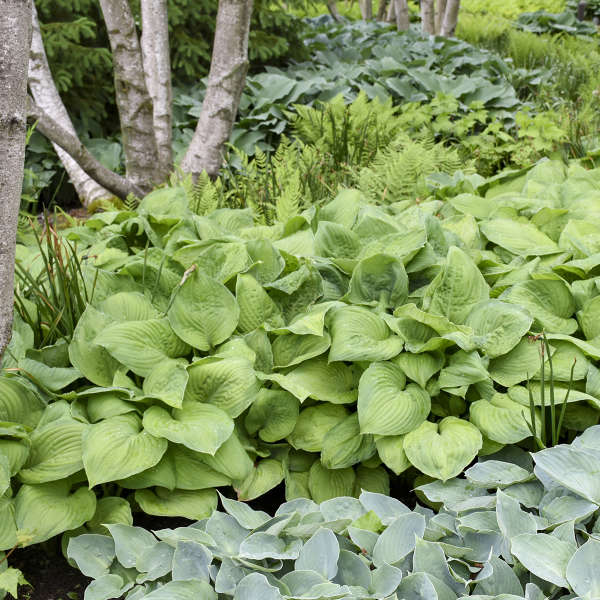 Guacamole' Hosta - Image 2