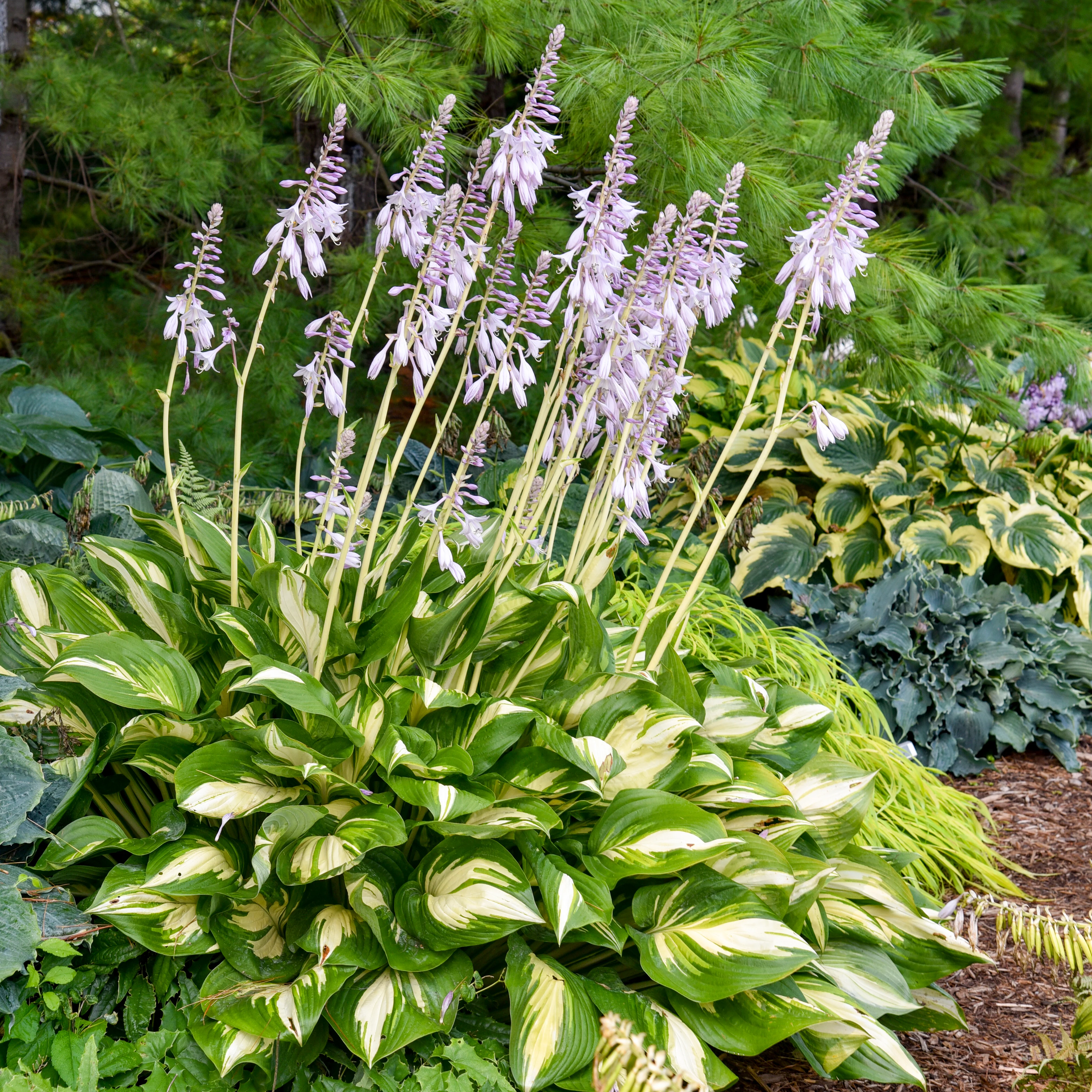 Shadowland® 'Miss America' Hosta | Proven Winners®
