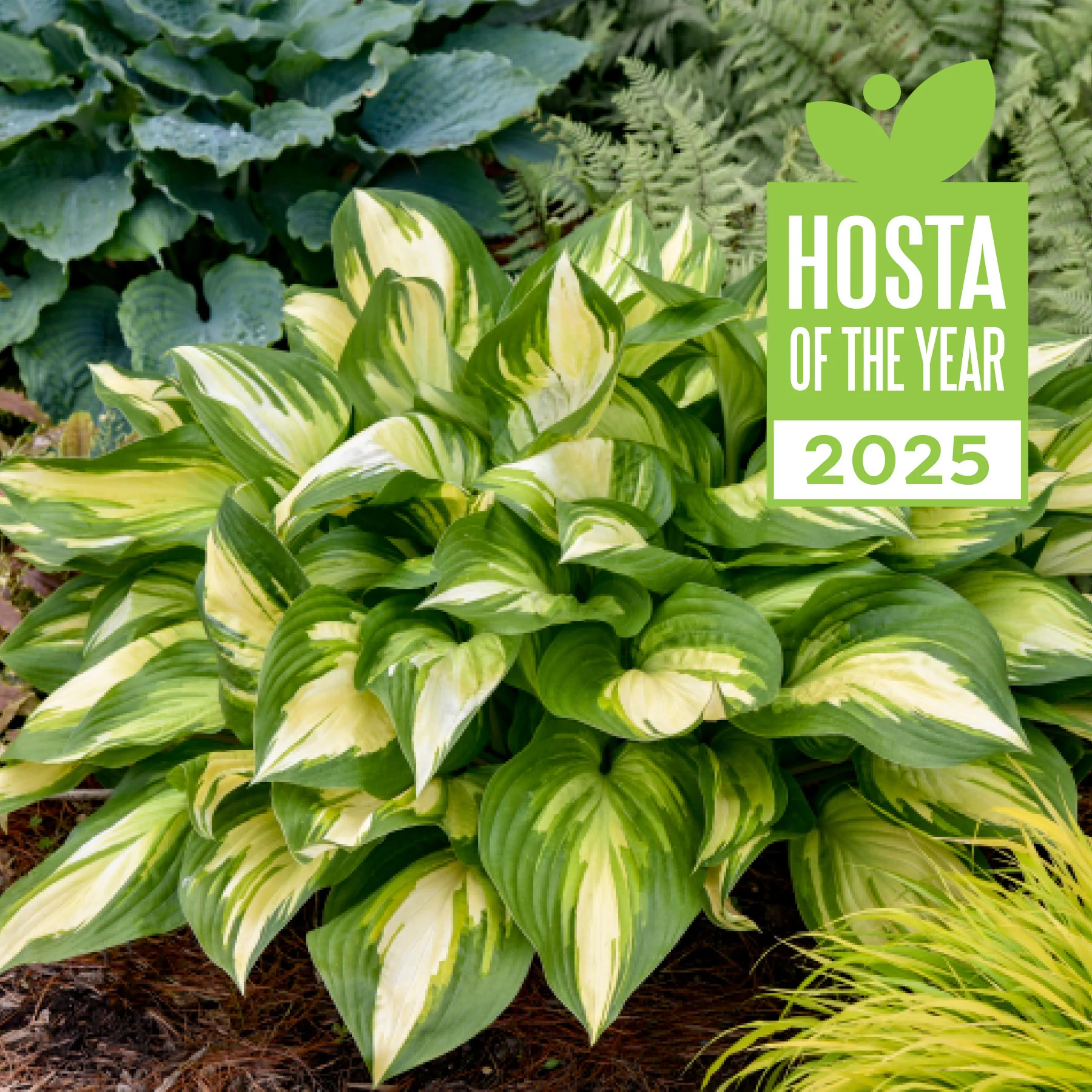 Shadowland® 'Miss America' Hosta | Proven Winners® - Image 2