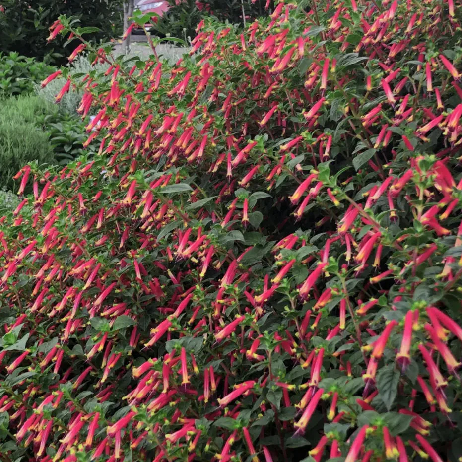 Hummingbird’s Lunch' Cuphea | Creekside Champions™ - Image 3