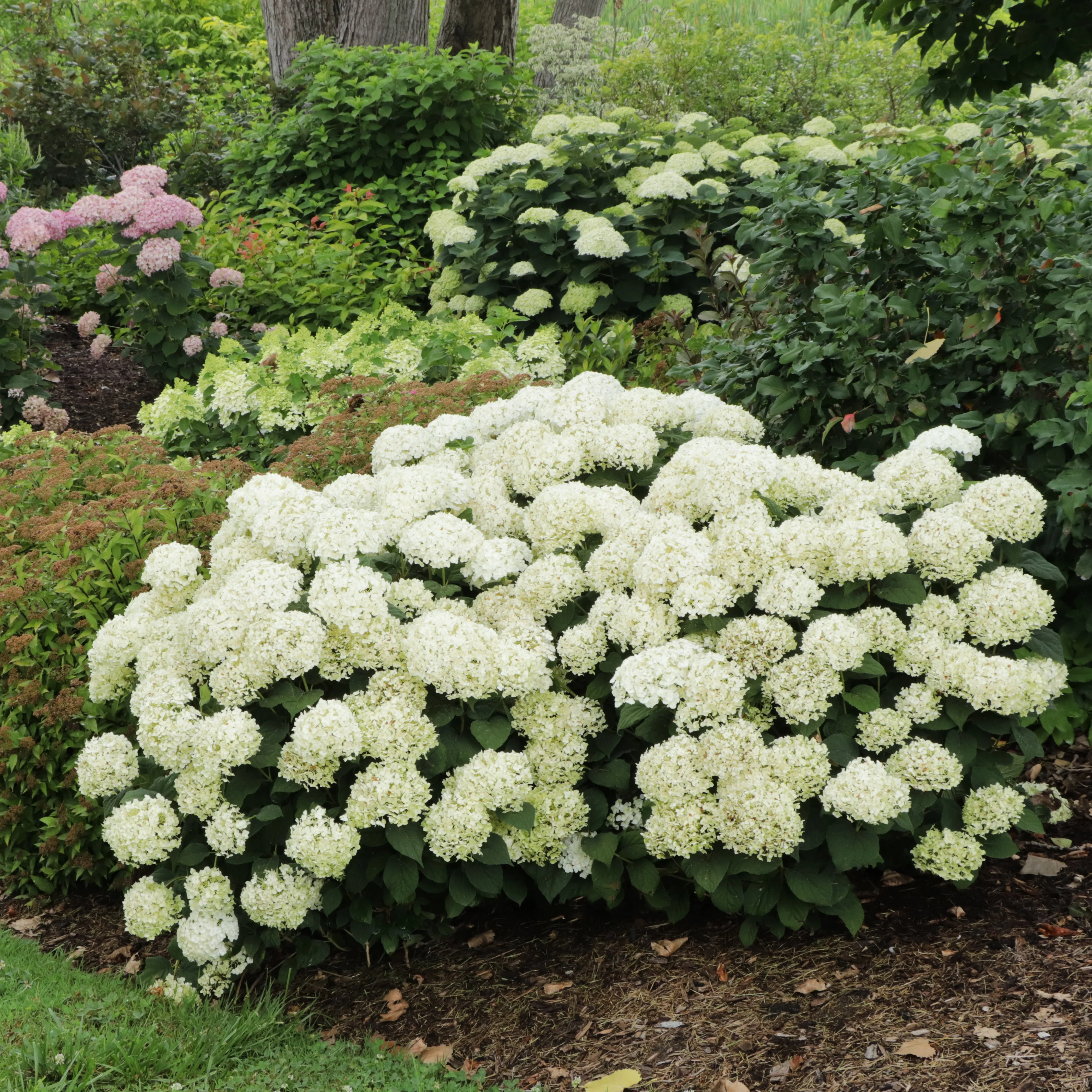 INVINCIBELLE WEE WHITE® 2.0 Smooth Hydrangea | Proven Winners®