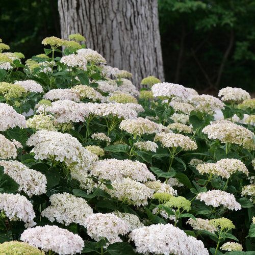 INVINCIBELLE WEE WHITE® 2.0 Smooth Hydrangea | Proven Winners® - Image 2