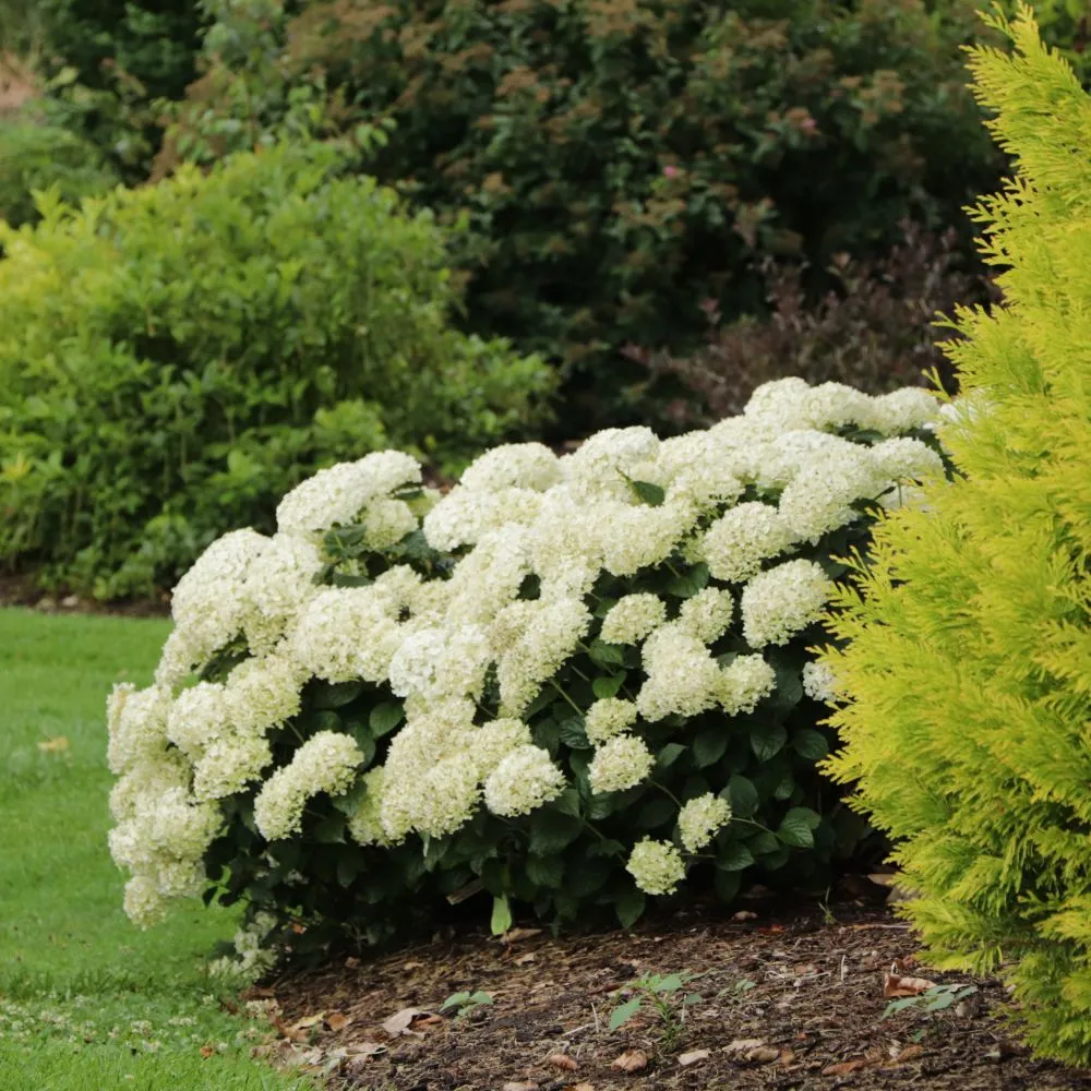 INVINCIBELLE WEE WHITE® 2.0 Smooth Hydrangea | Proven Winners® - Image 3