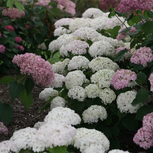 INVINCIBELLE WEE WHITE® 2.0 Smooth Hydrangea | Proven Winners® - Image 4