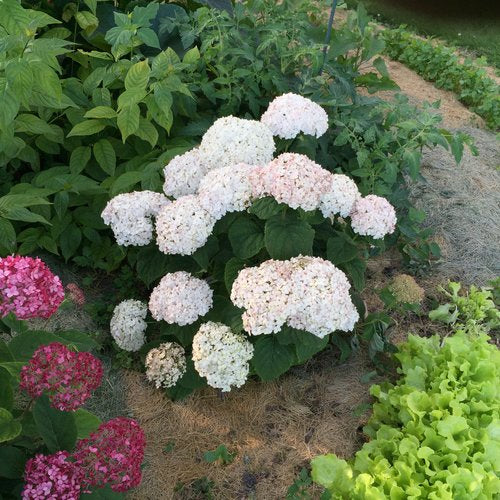INVINCIBELLE WEE WHITE® 2.0 Smooth Hydrangea | Proven Winners® - Image 5