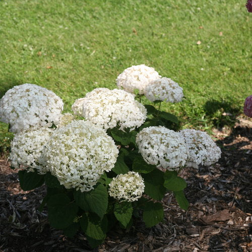 INVINCIBELLE WEE WHITE® 2.0 Smooth Hydrangea | Proven Winners® - Image 6