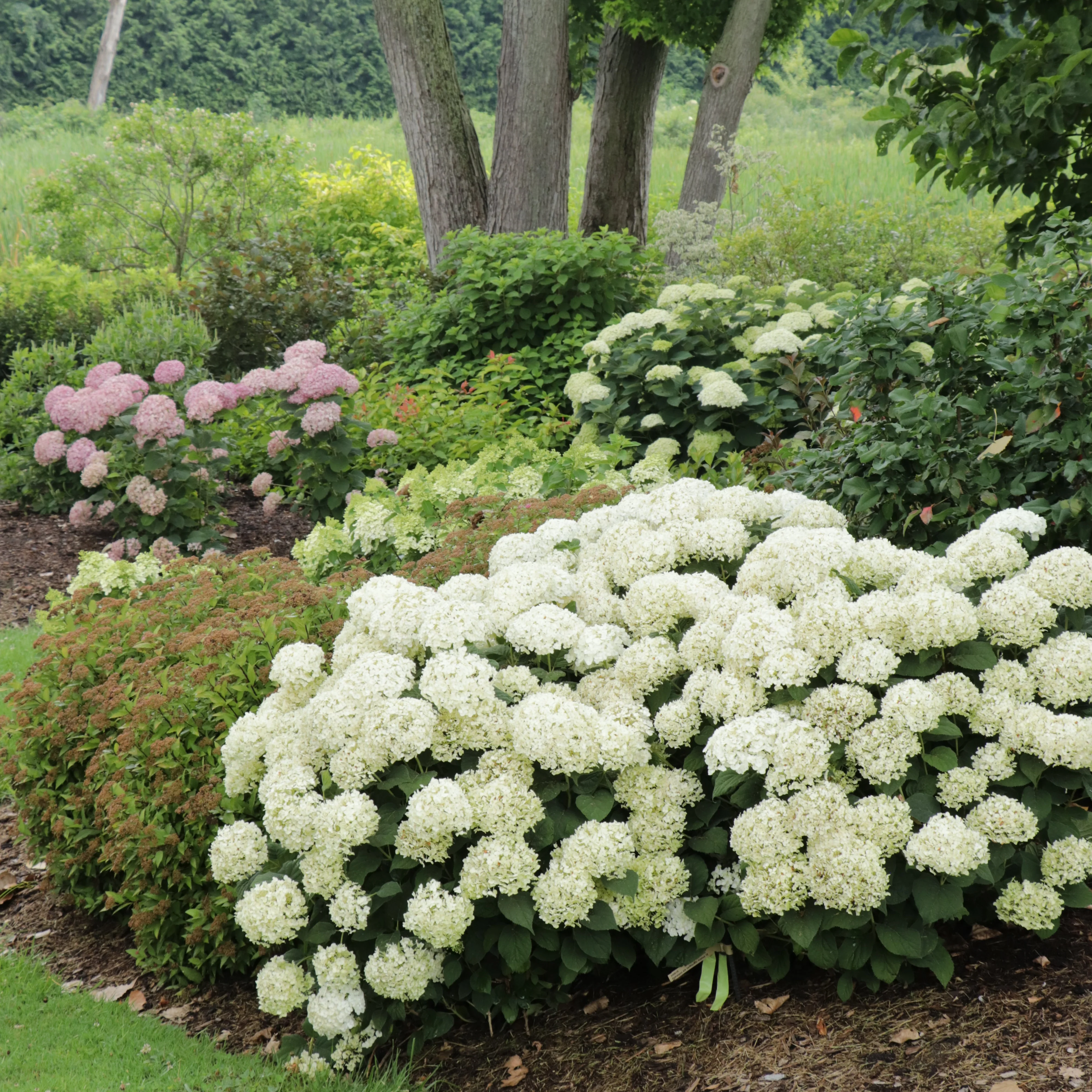 INVINCIBELLE WEE WHITE® 2.0 Smooth Hydrangea | Proven Winners® - Image 7