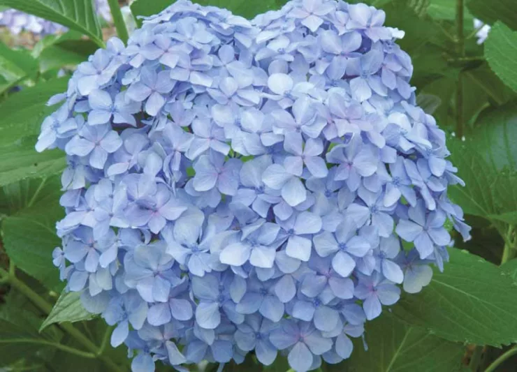 Hydrangea 'Big Daddy'