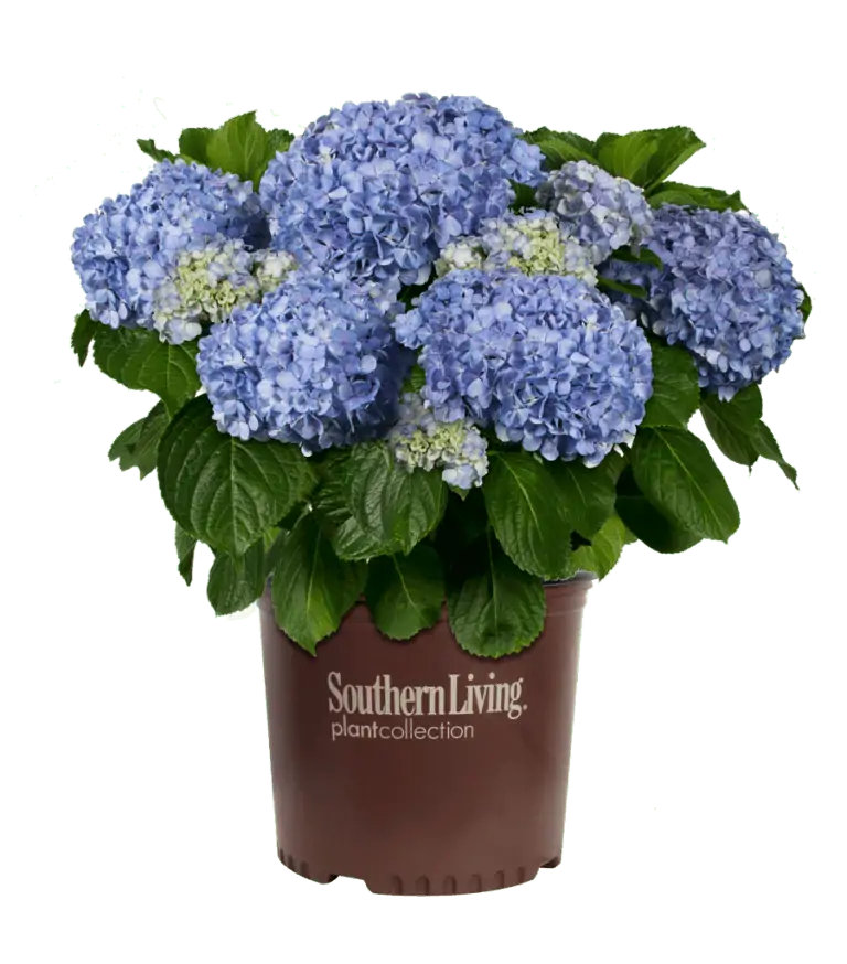 Hydrangea 'Big Daddy' - Image 2