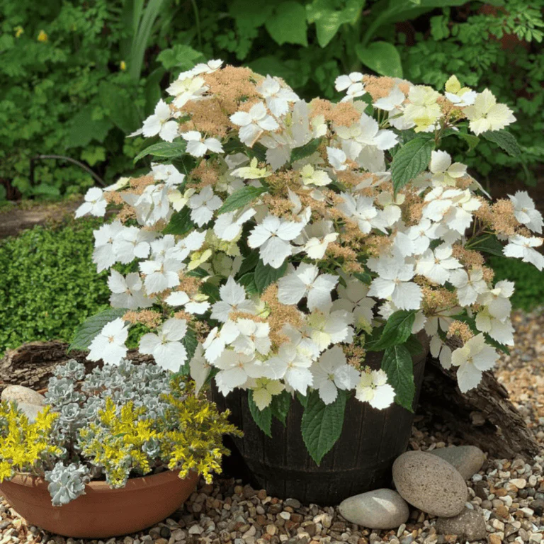 Hydrangea Cloud Nine™ PPAF