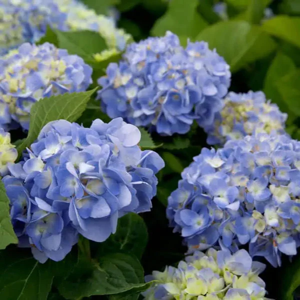 Hydrangea Dear Dolores®