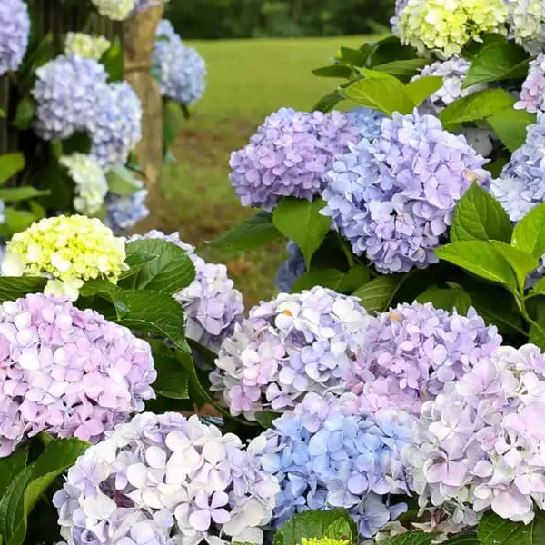 Hydrangea Dear Dolores® - Image 2