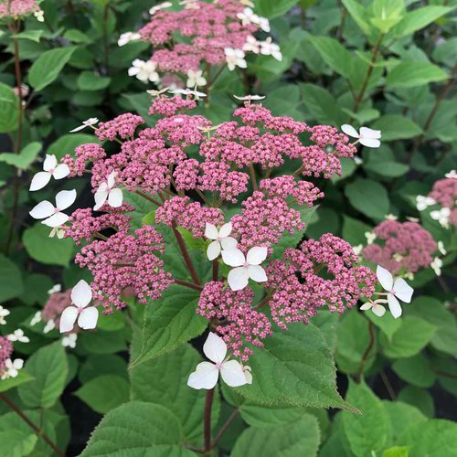 Hydrangea rad INVINCIBELLE LACE® | Proven Winners®