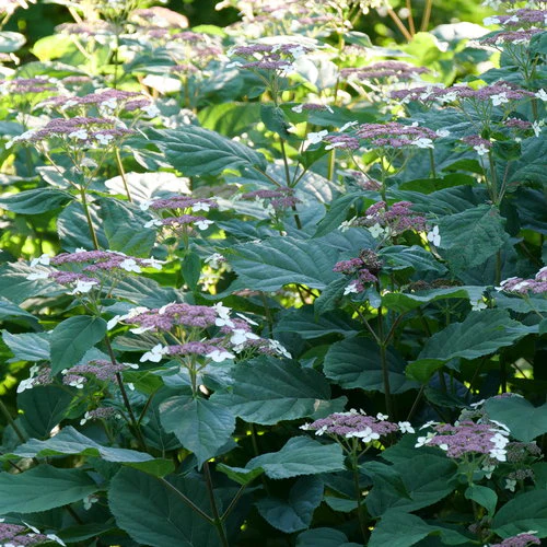 Hydrangea rad INVINCIBELLE LACE® | Proven Winners® - Image 2