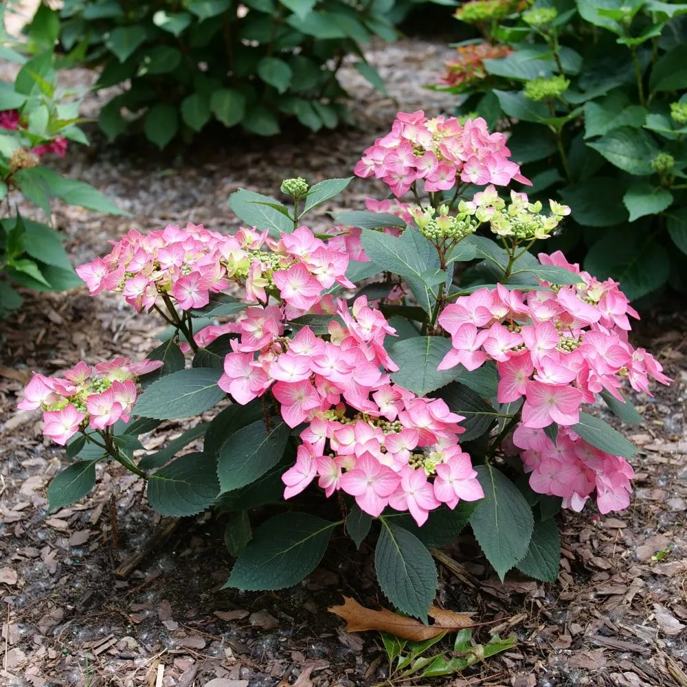 LET'S DANCE HOT STEPPER™ Bigleaf Hydrangea | Proven Winners®