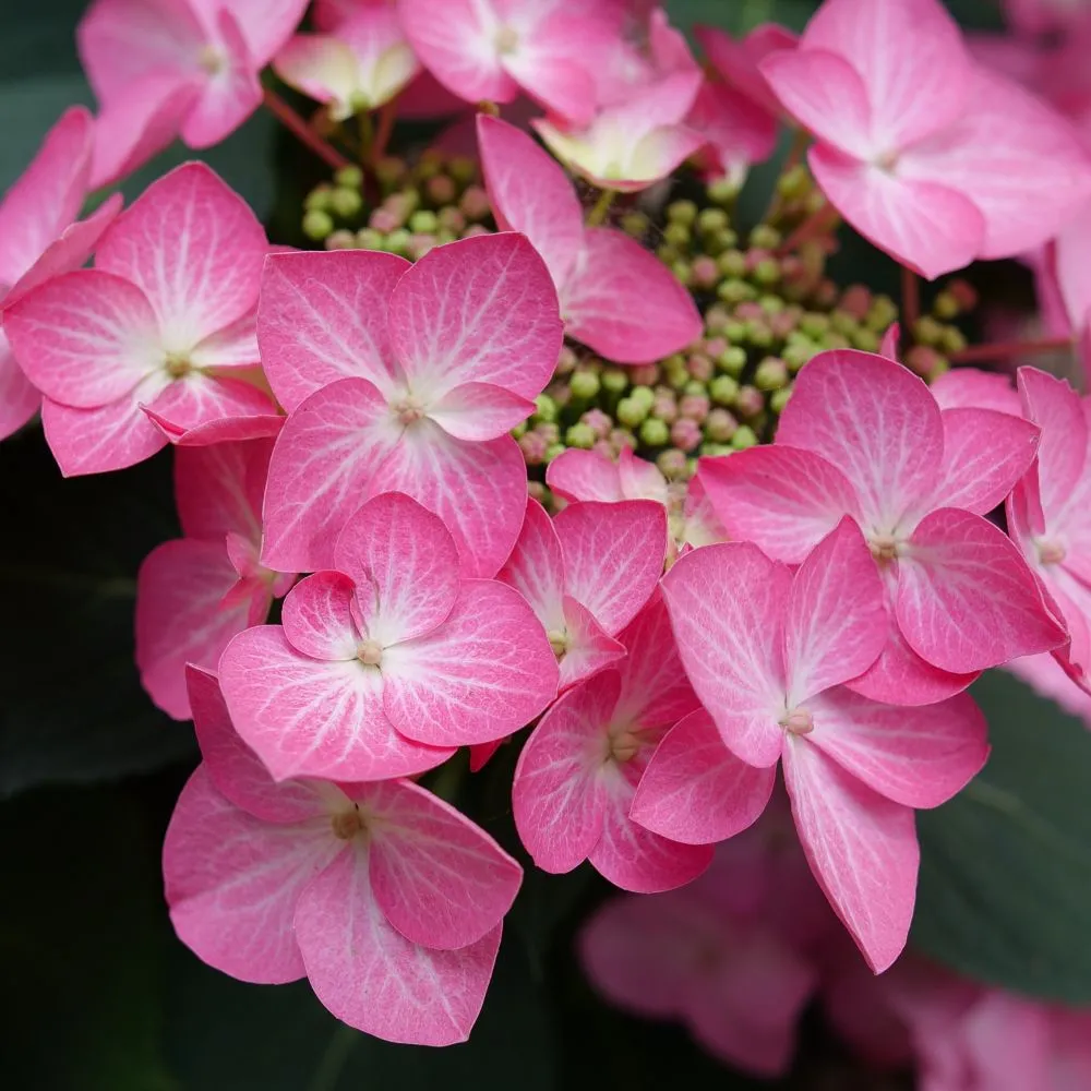 LET'S DANCE HOT STEPPER™ Bigleaf Hydrangea | Proven Winners® - Image 2