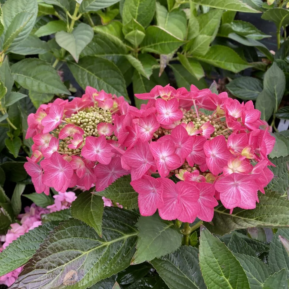 LET'S DANCE HOT STEPPER™ Bigleaf Hydrangea | Proven Winners® - Image 3