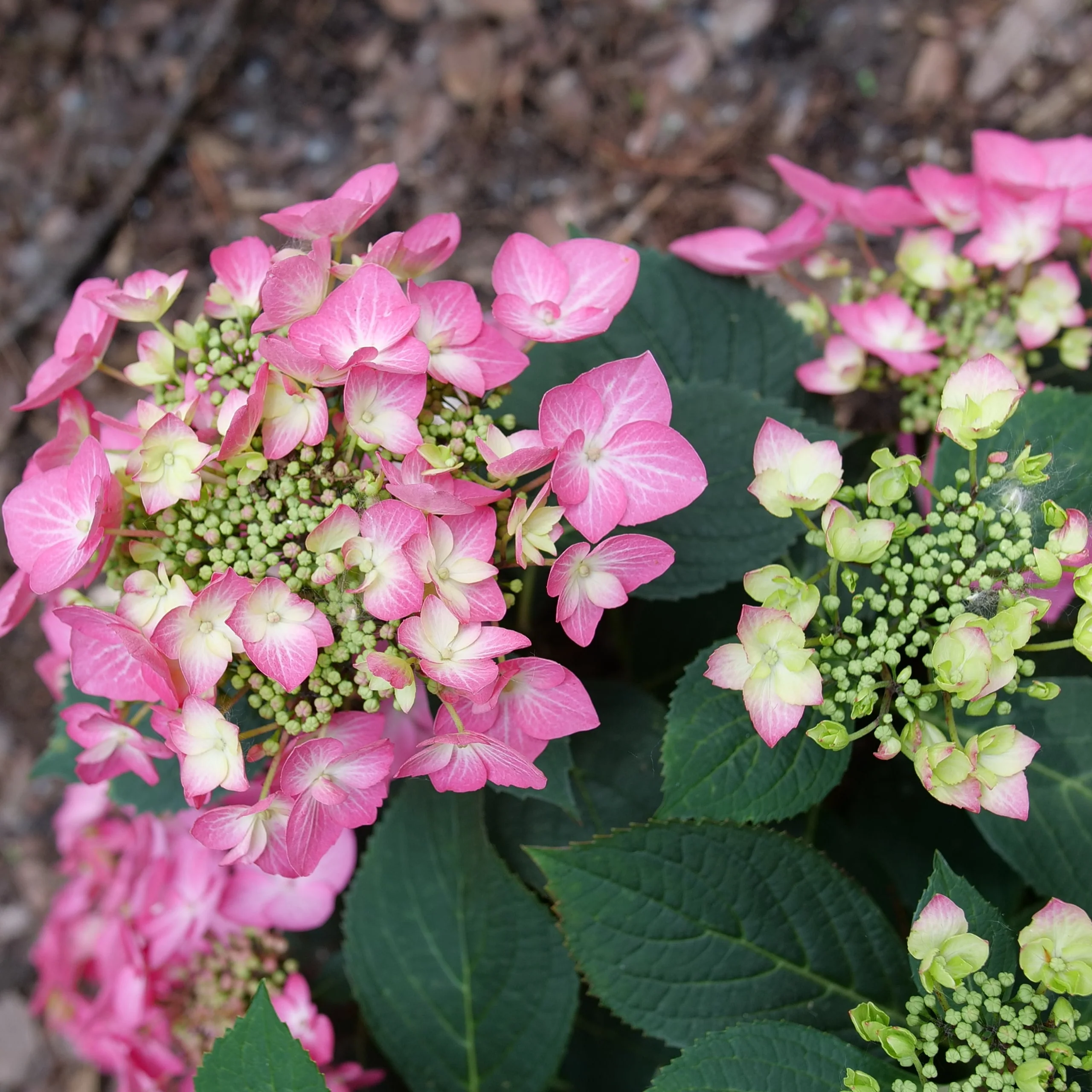 LET'S DANCE HOT STEPPER™ Bigleaf Hydrangea | Proven Winners® - Image 4