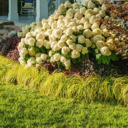 Hydrangea White Wedding®