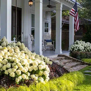 Hydrangea White Wedding® - Image 2