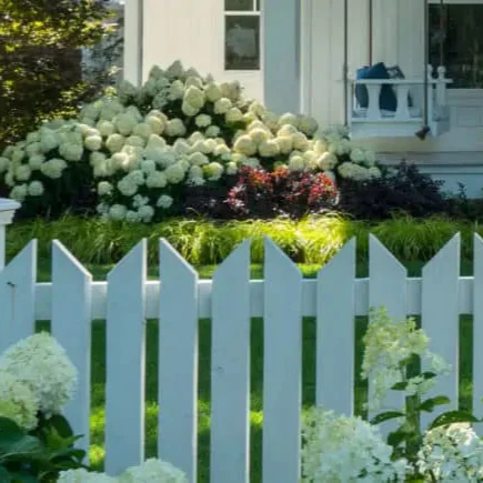 Hydrangea White Wedding® - Image 3