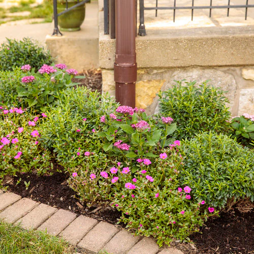 GEM BOX® Inkberry Holly | Proven Winners® - Image 4