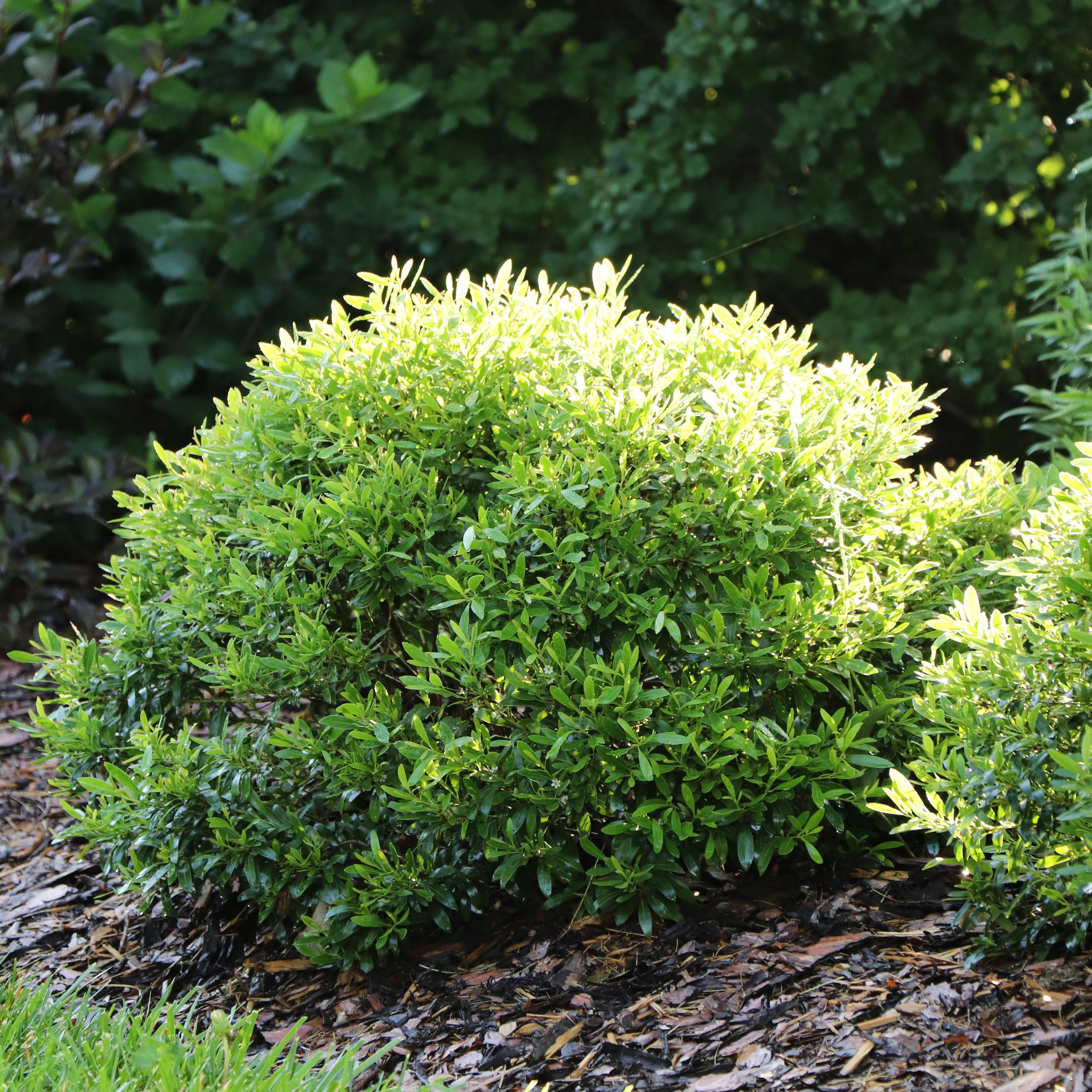 GEM BOX PRIME™ Dwarf Inkberry Holly | Proven Winners®