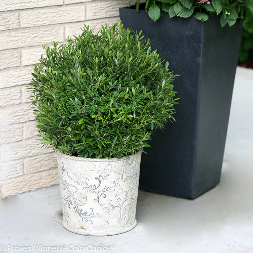 GEM BOX PRIME™ Dwarf Inkberry Holly | Proven Winners® - Image 2