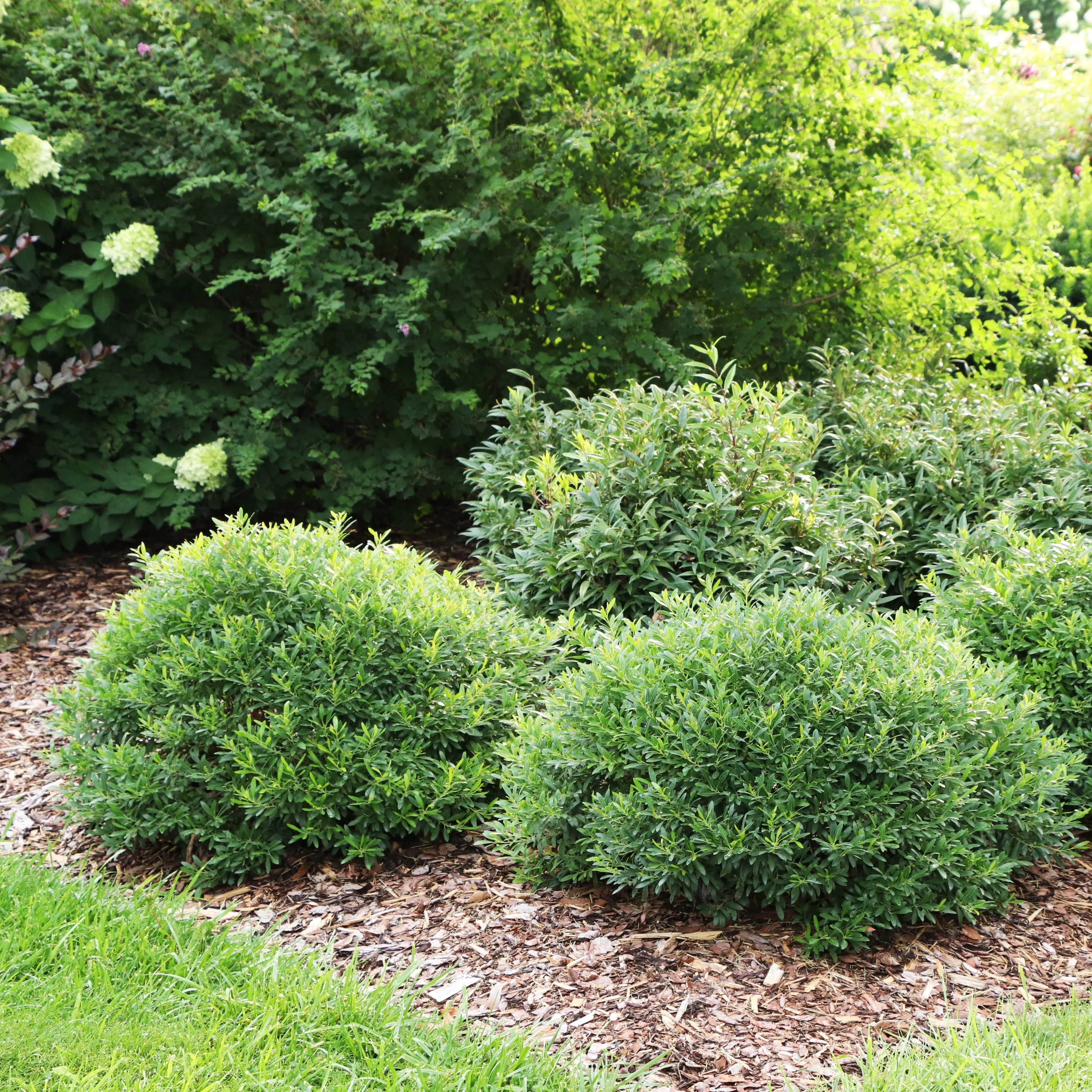 GEM BOX PRIME™ Dwarf Inkberry Holly | Proven Winners® - Image 3
