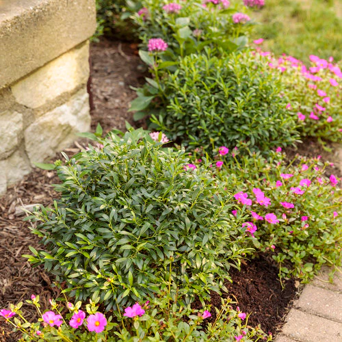 GEM BOX PRIME™ Dwarf Inkberry Holly | Proven Winners® - Image 4