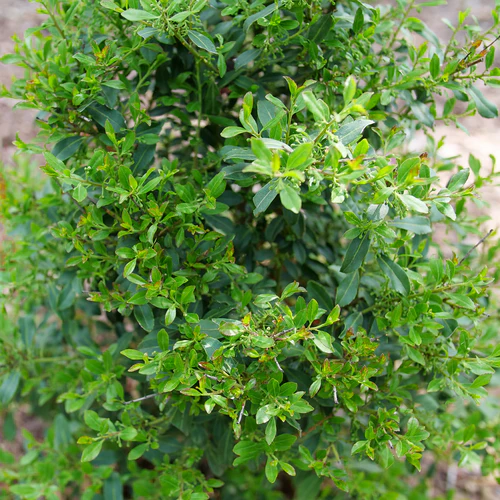 SQUEEZE BOX™ Inkberry Holly | Proven Winners® - Image 3