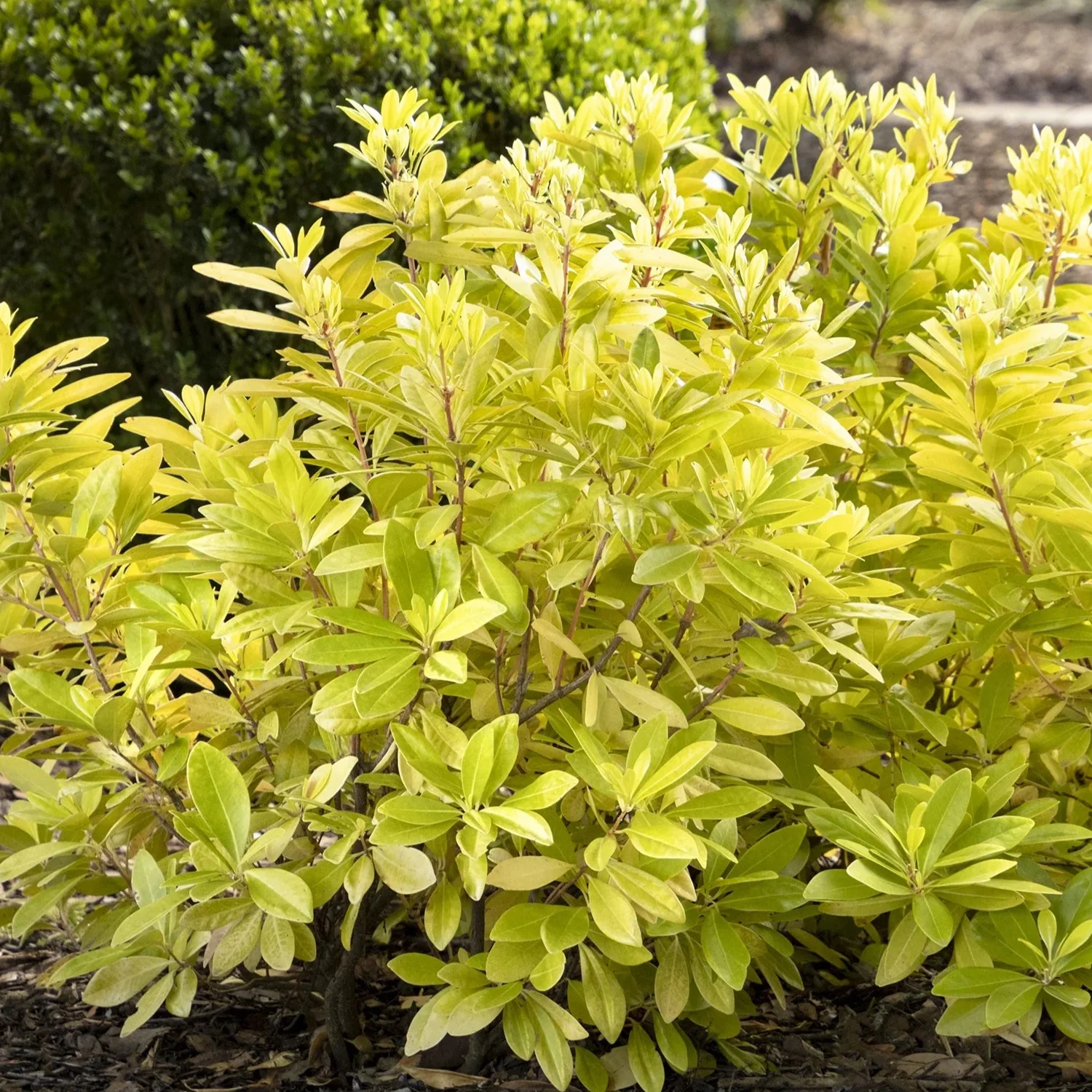 Illicium 'Florida Sunshine'