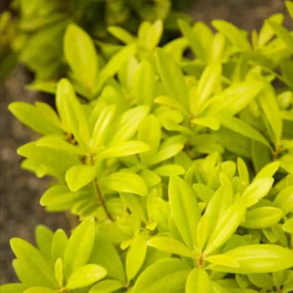 Illicium 'Florida Sunshine' - Image 3