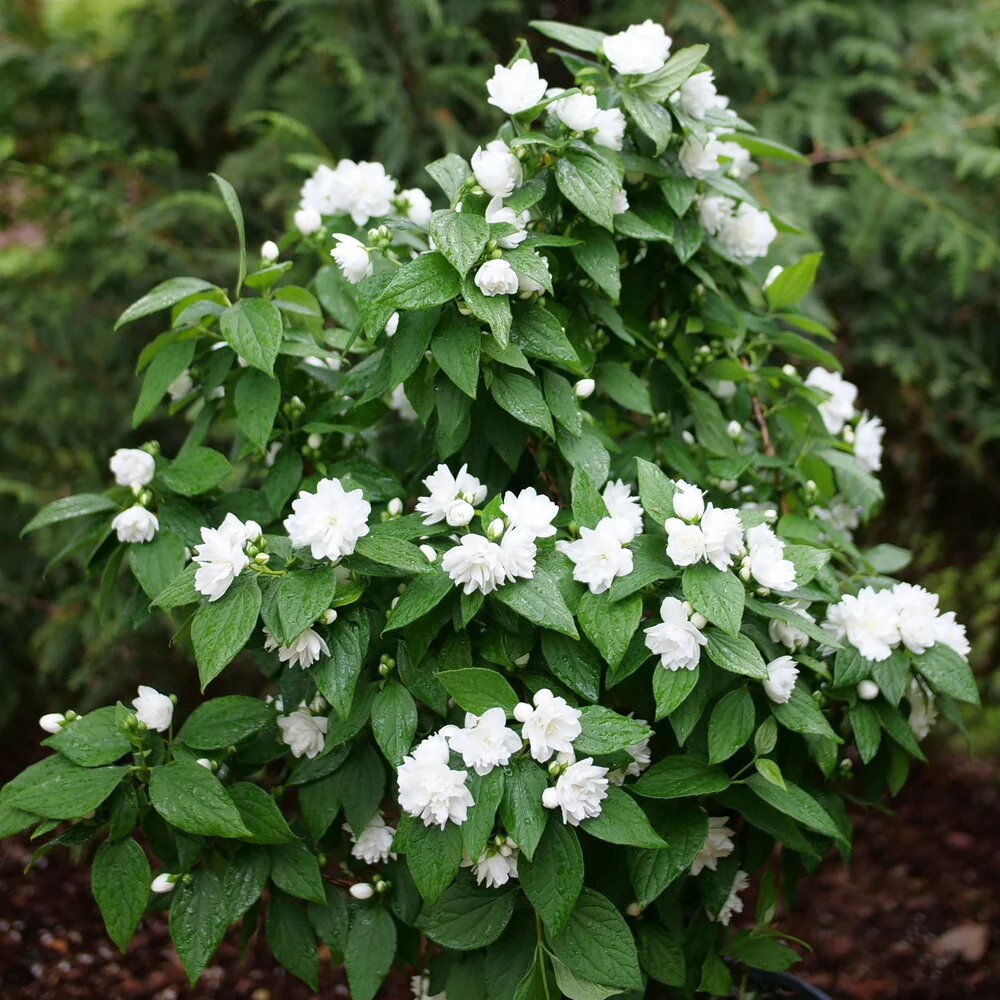 ILLUMINATI SPICE™ Mock Orange | Proven Winners®