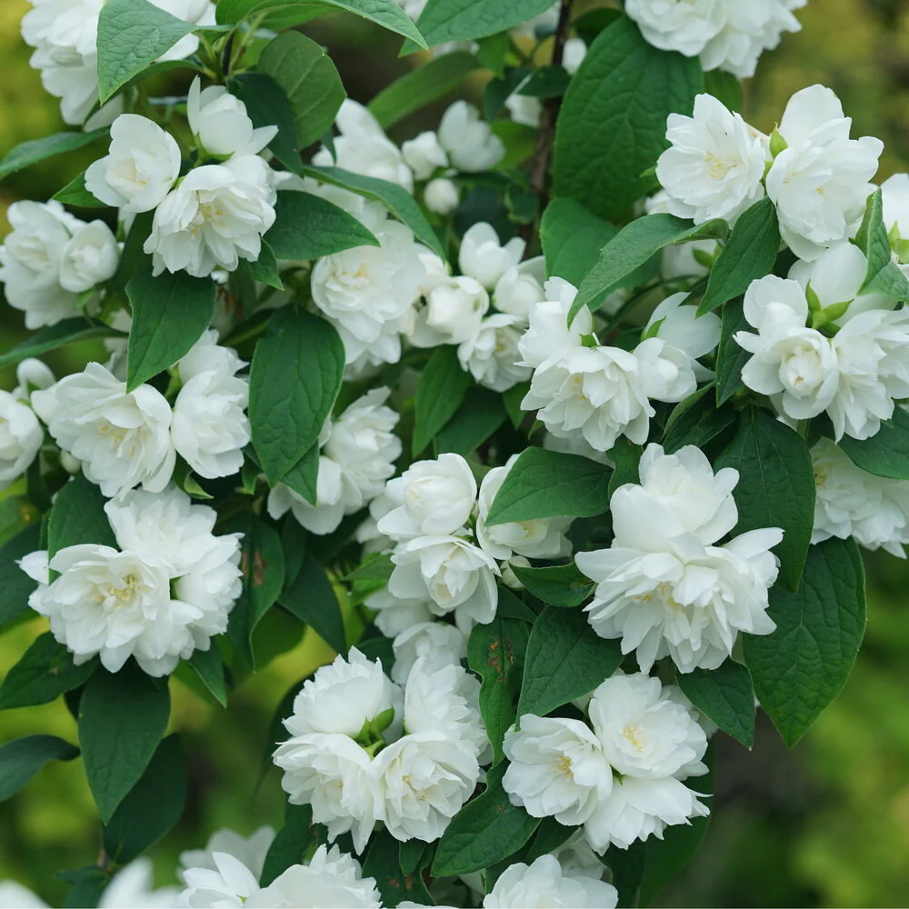 ILLUMINATI SPICE™ Mock Orange | Proven Winners® - Image 2