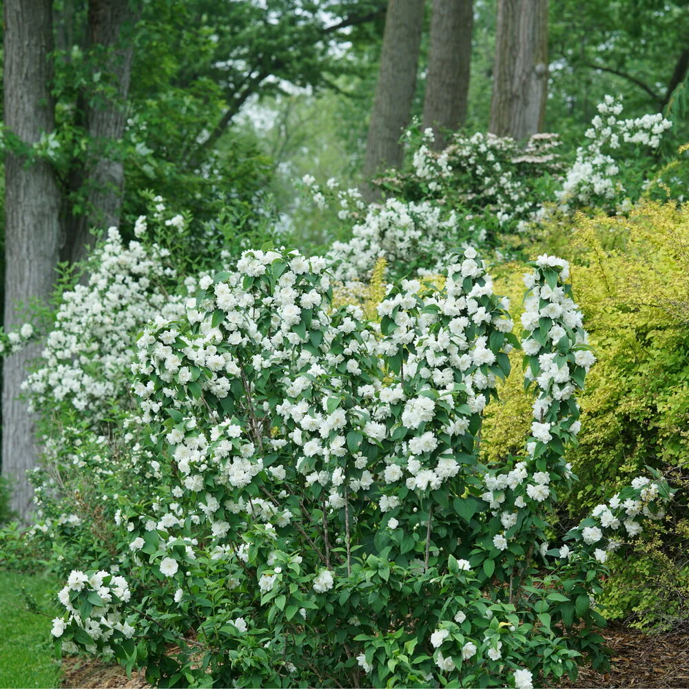 ILLUMINATI SPICE™ Mock Orange | Proven Winners® - Image 3