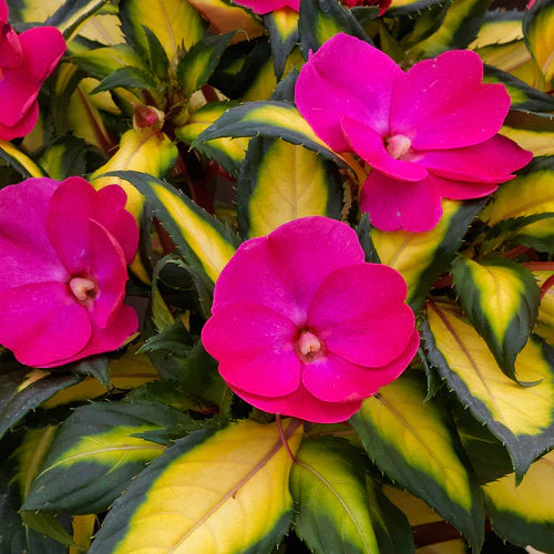 SunPatiens® 'Compact Tropical Rose' Impatiens | Creekside Champions™ - Image 3